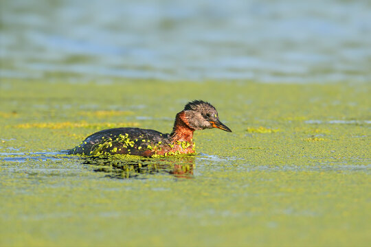 Red-necked Grebe (Podiceps grisegena) adult in breeding plumage swimming alone through duckweed-covered water.