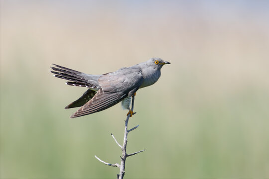 Common Cuckoo perching upright on a vertical branch tip with tail slightly raised.