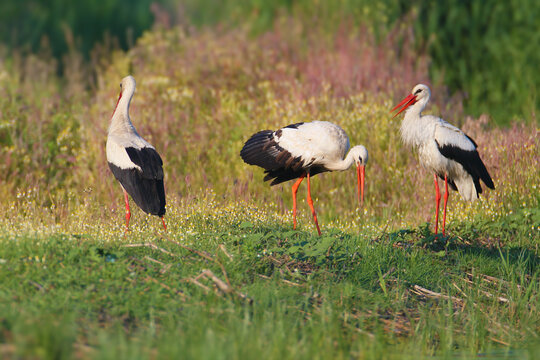 group of three White Storks foraging in a grassy field with wildflowers.
