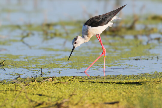 Black-winged Stilt wading in shallow water with duckweed, leaning forward to forage.