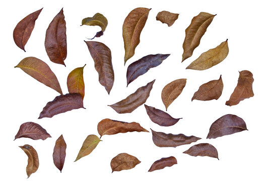 Set of dry brown autumn leaves isolated on transparent background, dried leaf cut out elements