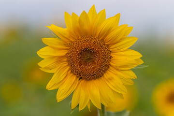 Fototapeta premium Bright sunflower stands tall in a vibrant field under a clear blue sky during a warm summer day