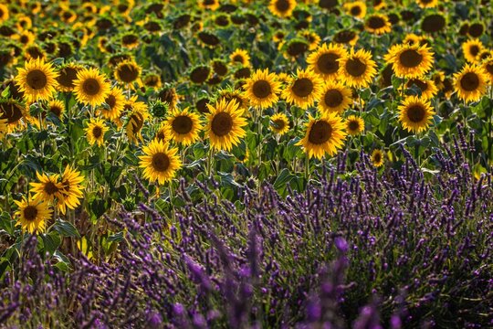 Tournesol et Lavande