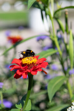 Hummel