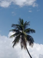 Low angle shot of a single coconut palm tree against a beautiful blue sky with fluffy white clouds  © IMSA