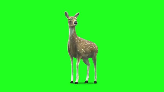 Female Fallow Deer Standing and Looking Around Isolated on Green Screen Chroma Key