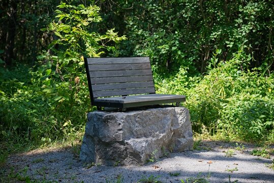 Wooden park bench on a stone in green forest