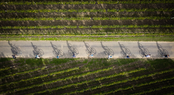 Aerial view of cyclists riding along a narrow road through the lush green vineyards of Saint-Emilion, Nouvelle-Aquitaine, France.