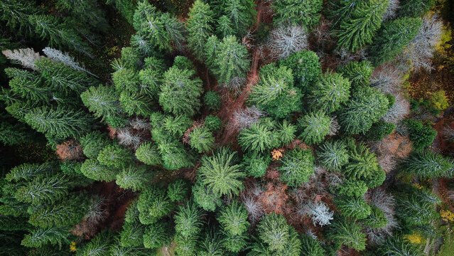 Aerial view of a dense coniferous forest with tall pine trees, patches of autumn foliage, and earthy ground textures in Septmoncel Les Molunes, Bourgogne-Franche-Com, France.