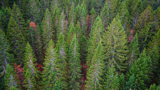 Aerial view of a dense coniferous forest with tall pine trees and patches of autumn foliage in Septmoncel Les Molunes, Bourgogne-Franche-Com, France.