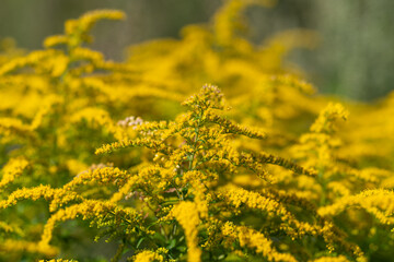 Obraz premium Blooming goldenrod brightens the landscape with golden hues on a sunny day in Canada