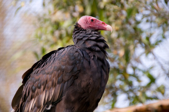 Bird in a oasis in Italy