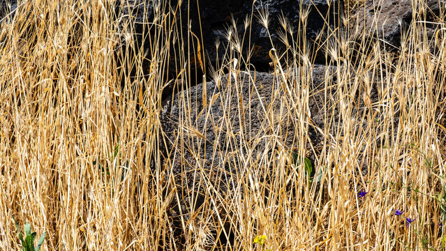 cereals burnt out by sun and old black tuff stones