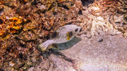 Blackspotted pufferfish swimming over coral reef seabed, Arothron nigropunctatus in natural habitat, tropical marine wildlife behavior, underwater documentary. © TravelMedia