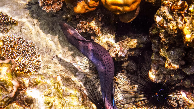 Moray eel swimming between sea urchins and coral reef, Gymnothorax javanicus in tropical ocean habitat, marine biology documentary.