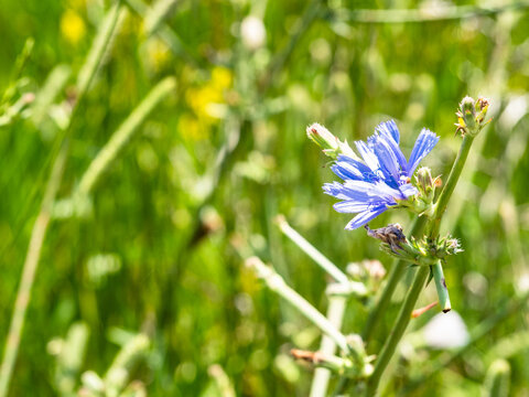 chicory bloom close-up on green mountain meadow
