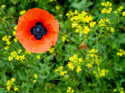 red poppy bloom close-up and yellow blossoms