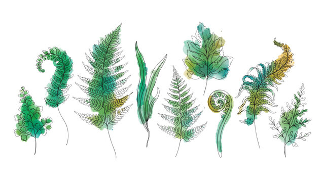 Fern Fronds in Various Shapes and Sizes Continuous Line Art Vector Collection with Green Color Accents, Botanical Foliage Isolated on Transparent Background