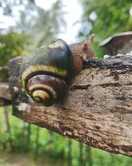Macro Close-Up of Land Snail Crawling on Old Wood Surface © Champika