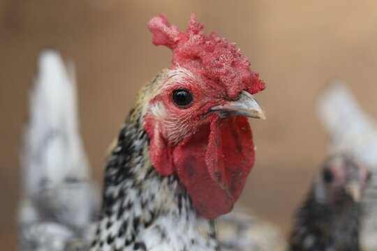 Close Up Portrait of a Beautiful Braekel Chicken with Striking Red Comb and Patterned Feathers.