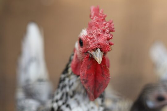 Close Up Portrait of a Beautiful Braekel Chicken with Striking Red Comb and Patterned Feathers.