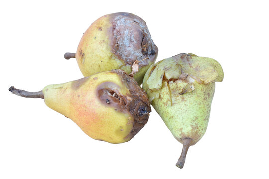 A pile of rotten pears on a PNG background.