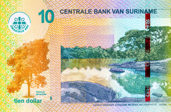 10 Dollars Suriname banknote featuring the Suriname River landscape with rocky rapids, yellow lapacho tree. New money Suriname. Money of America.