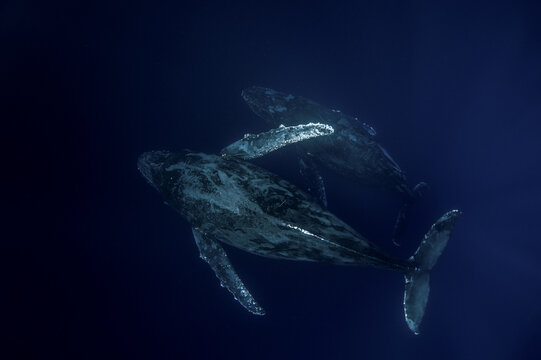 Two humpback whales are swimming near the coast of Baja California. Two whales with long pectoral fins swim alongside each other.