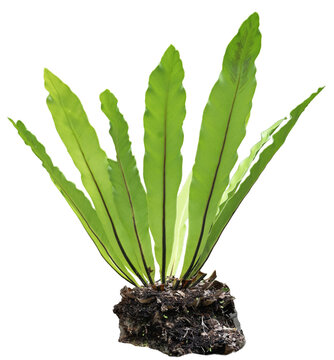 Fresh green bird nest fern plant with long leaves and root ball isolated on transparent background
