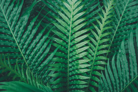Lush green fern leaves with natural tropical foliage texture and fresh water droplets background