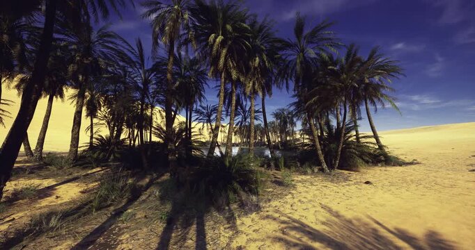 desert edge with palm oasis, cluster of trees forming shaded refuge against open dunes, warm tones and crisp sky suggesting solitude, survival and exploration