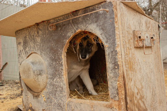 Stray mixed-breed dog outdoors in a shelter