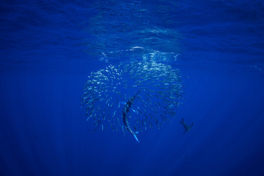 A shoal of striped marlin is hunting a school of pacific sardines. Every year, a group of Kajikia audax gather off the coast of Baja California to hunt Sardinops sagax.