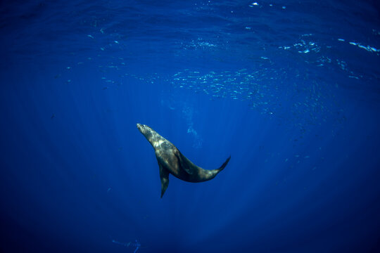Sea lions hunting sardines. The sardine run along the coast of Baja California. The sea lion is swimming near the shoal of sardines.