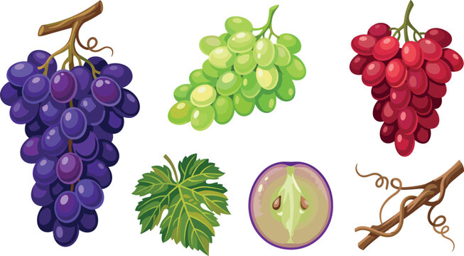 Fresh Grape Cluster Vector Set with Ripe Dark Purple Green and Red Bunches Single Leaf Fruit Half and Woody Grapevine Tendril
