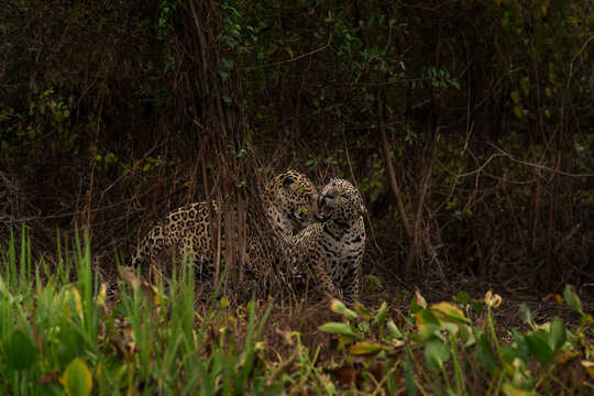 Two jaguars are fighting in the bushes between each other. A rare jaguar in its natural habitat in the Pantanal region.