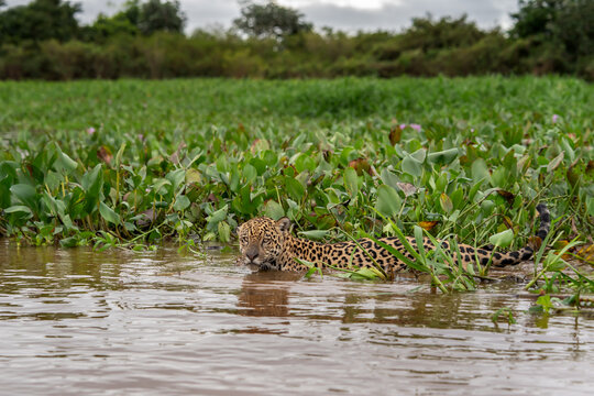 A jaguar is walking along the riverbank in the water. A rare jaguar in its natural habitat in the Pantanal region.