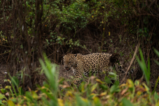 Two jaguars are fighting in the bushes between each other. A rare jaguar in its natural habitat in the Pantanal region.