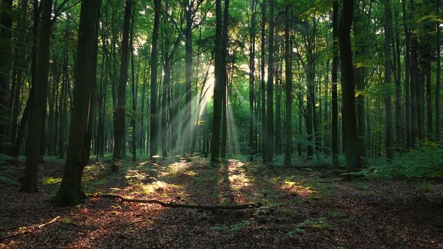 Sunny morning in the forest	
