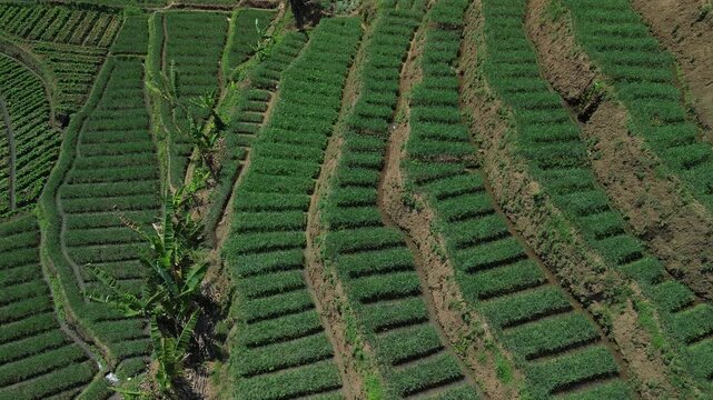 4K aerial drone footage of green shallot terraced fields near river in Pujon, Batu, East Java