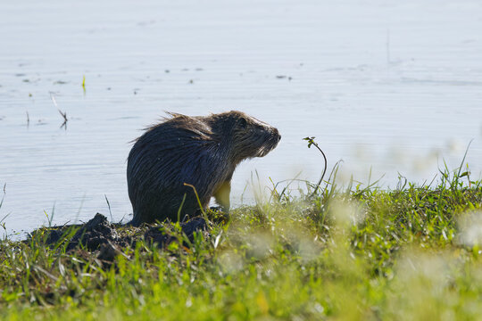 nutria with long whiskers backlit by the sun, coypu on the riverbank among wildflowers,algae on the lake, brown fur of the nutria, sunny day, rodent looking out at the lake, Myocastor coypus