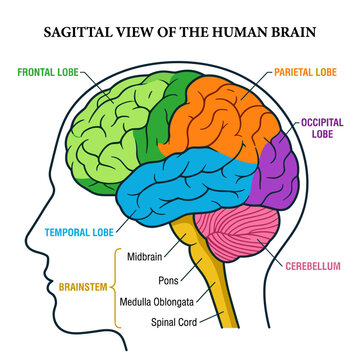Sagittal view of human brain diagram showing lobes and brainstem with descriptive labels