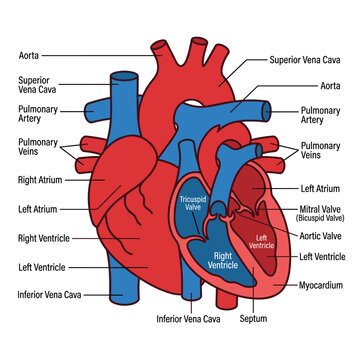 Anatomical cross section diagram of human heart with labels for educational medical study