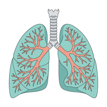 Human lungs and trachea diagram with bronchi and bronchioles branching inside organs