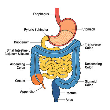 Digestive system anatomy diagram showing esophagus stomach small and large intestine organs