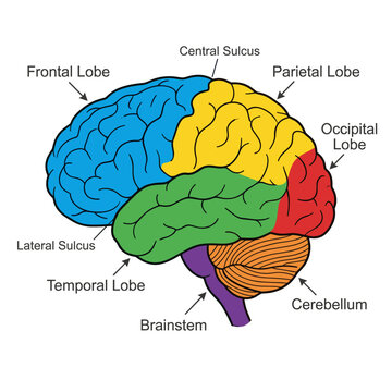 Human brain anatomy map including frontal parietal temporal and occipital lobes with sulcus