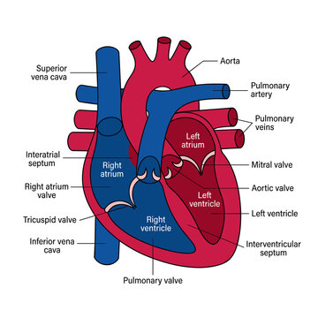 Human heart anatomical diagram showing various parts and valves on white background medical