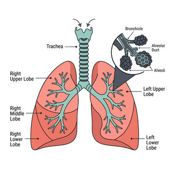 Respiratory system anatomy illustration showing lungs trachea bronchioles and alveoli sacs