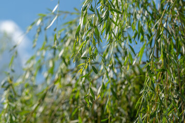 Green willow branches sway gently in the breeze under a bright sunny sky casting playful shadows on the ground © beholdereye
