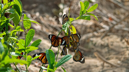 Migrating Milkweed butterfly , Monarch butterflies have accumulated on winter Hong Kong Island © max5128